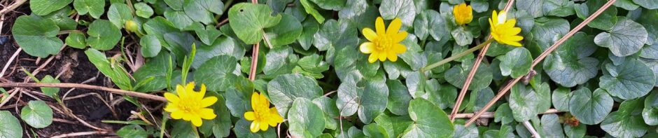 Tuinbouwvereniging Buytentwist