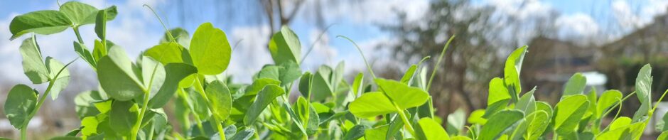 Tuinbouwvereniging Buytentwist