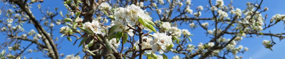 Tuinbouwvereniging Buytentwist