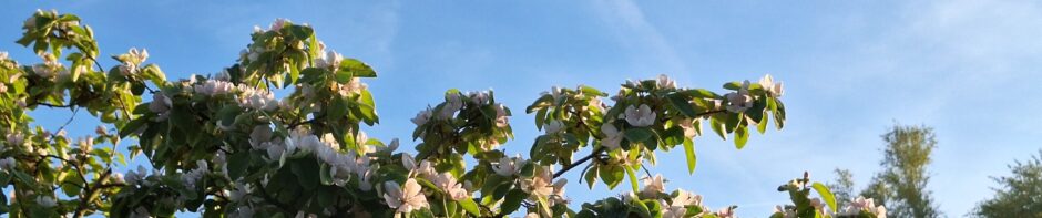 Tuinbouwvereniging Buytentwist