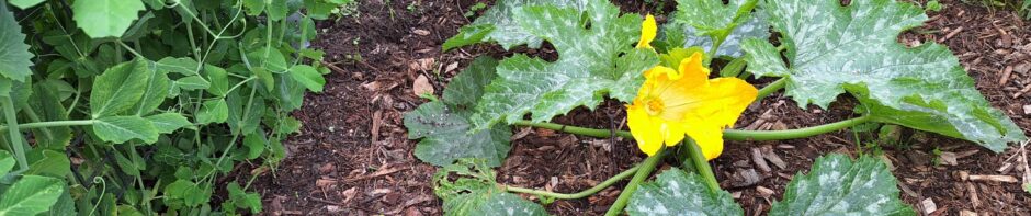 Tuinbouwvereniging Buytentwist
