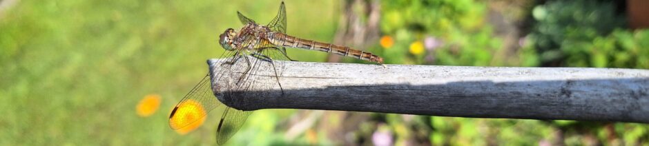 Tuinbouwvereniging Buytentwist