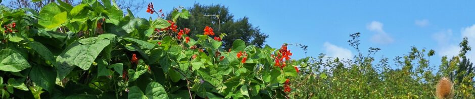 Tuinbouwvereniging Buytentwist